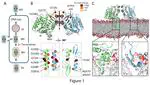 Structural insights into tecovirimat antiviral activity and poxvirus resistance