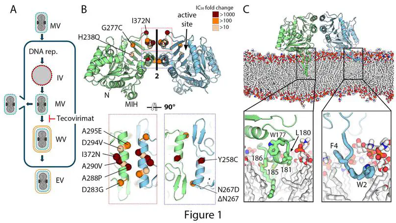Structural insights into tecovirimat antiviral activity and poxvirus resistance