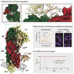 Structural basis of poxvirus fusion regulation and anti-A16/G9 antibody-mediated neutralization and protection