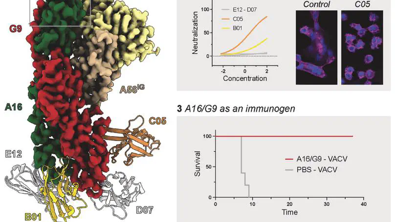 Structural basis of poxvirus fusion regulation and anti-A16/G9 antibody-mediated neutralization and protection